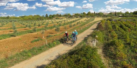 Œnotourisme au Mas du Terme
